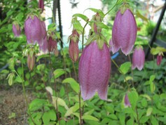 Campanula Punctata Rubiflora