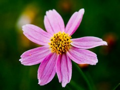 Coreopsis American Dream