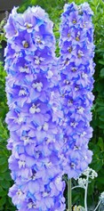 Delphinium 