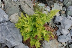 Dryopteris Filix Mas