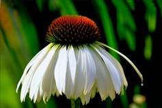 Echinacea Purpurea Alba