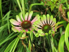 Echinacea Green Envy