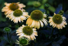 Echinacea Harvest Moon