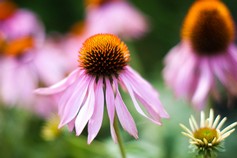 Echinacea Hope