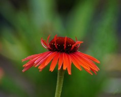 Echinacea Hot Lava