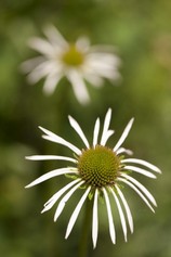 Echinacea Hula Dancer