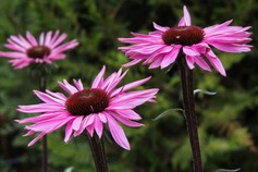Echinacea Merlot
