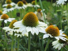 Echinacea Purity