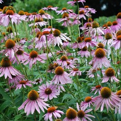 Echinacea Purpurea