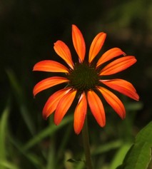 Echinacea Tomato Soup