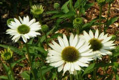 Echinacea Virgin
