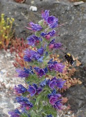 Echium Vulgare