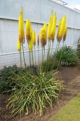Eremurus Stenophillus