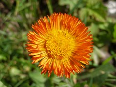 Erigeron Aurantiacus