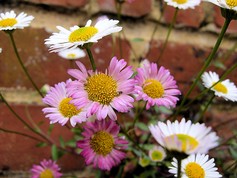 Erigeron Karviskianus