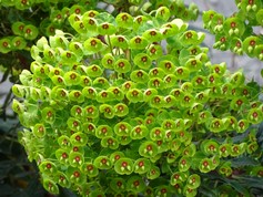 Euphorbia Martinii