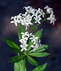 Gallium Odoratum