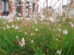 Gaura Lindheimeri