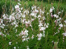 Gaura Lindheimeri