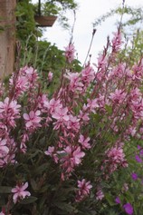Gaura Ruby Ruby