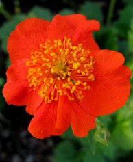 Geum Coccineum Borsii
