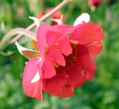 Geum Chiloense Feurball