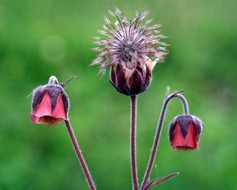 Geum Rivale