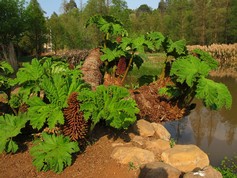 Gunnera Manicata