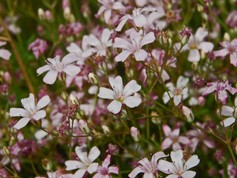 Gypsophila