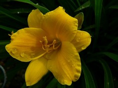 Hemerocallys Stella de Oro