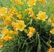 Hemerocallis Stella Oro