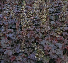 Heuchera Americana Palace Purple