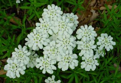 Iberis Sempervirens