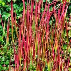 Imperata Cylindrica