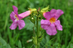 Incarvillea