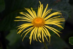 Inula Magnifica