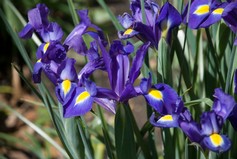 Iris