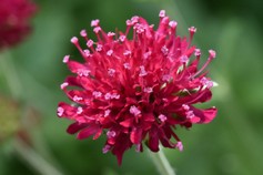 Knautia Macedonica