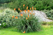 festuca glauca 4d vivai