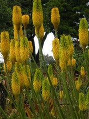 Kniphofia Citrina