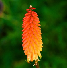 Kniphofia Uvaria Grandiflora