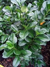 Lauroceraso