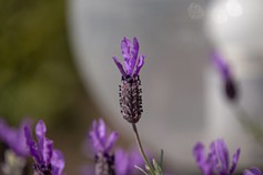 Lavandula Stoechas
