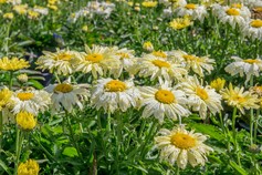 Leucanthenum