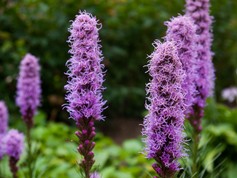 Liatris Spicata Floristan