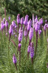 Liatris Spicata Kobold