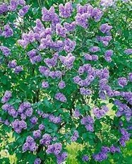 Lillà - Syringa Vulgaris