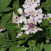 Lippia Canescens