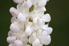 Lupinus Polyphillus Fr�ulein