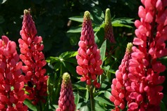Lupinus Polyphillus Gallery Rot